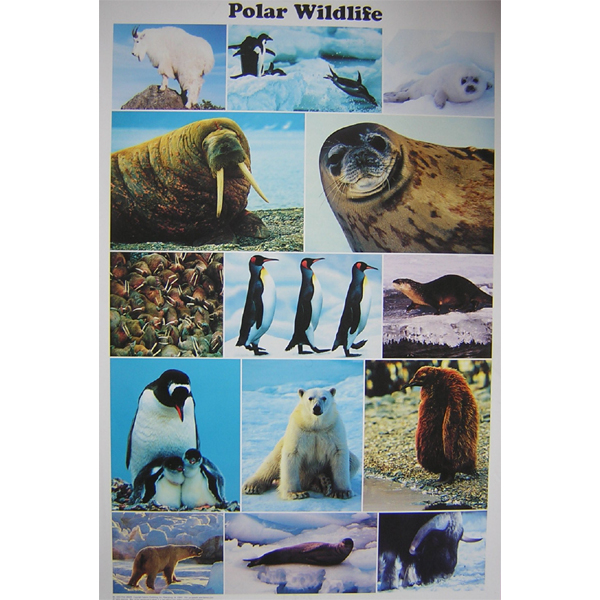 Feenixx-Poster "Polar Wildlife"